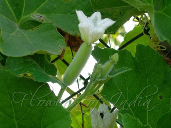 lagenaria-siceraria-bottle-gourd